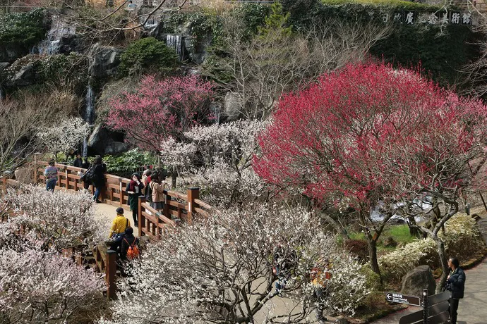 熱海梅園梅まつり（イメージ）