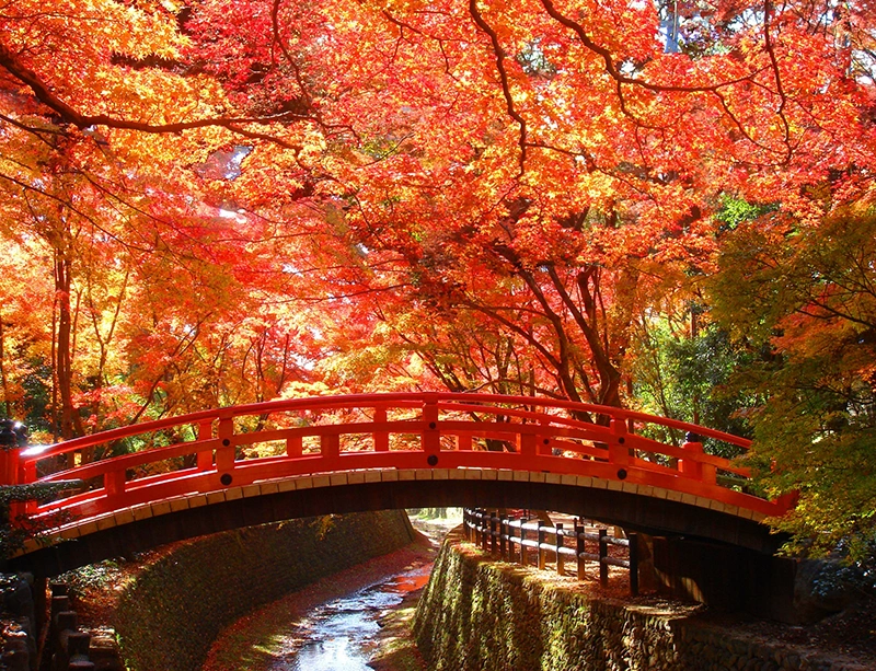 北野天満宮の鶯橋と紅葉