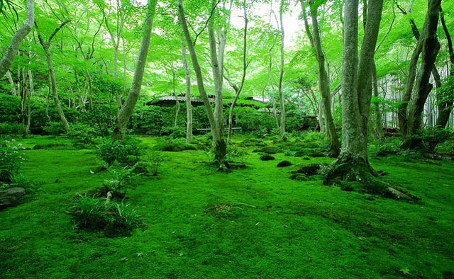 物語の舞台となった苔の美しいお寺