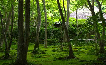 緑あふれる嵯峨嵐山でパワーチャージ