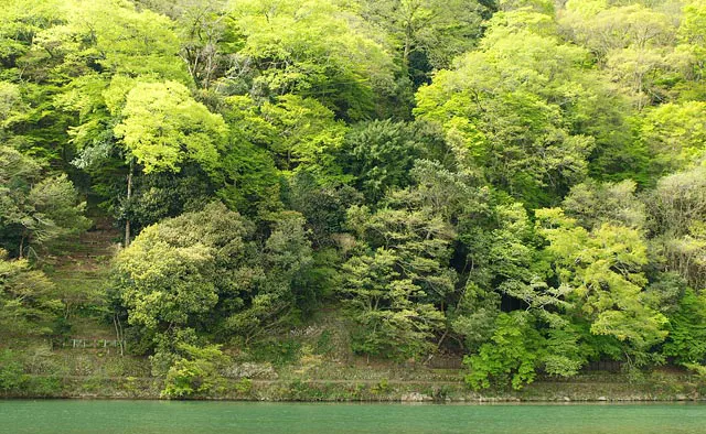 緑あふれる嵯峨嵐山でパワーチャージ