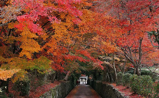 紅葉のトンネルが誘う古刹への道