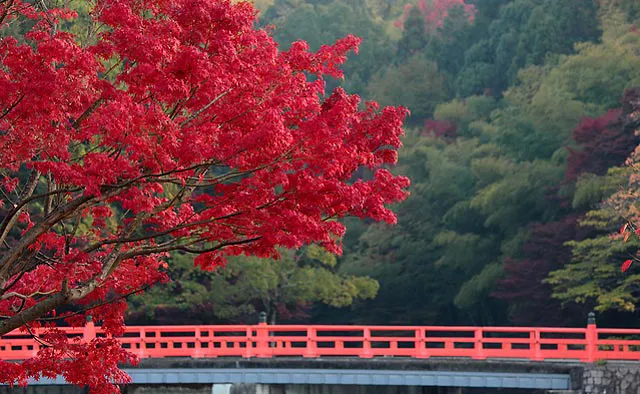 秋色に染まる宇治エリアで紅葉狩り