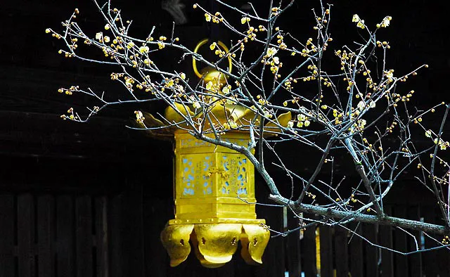 京都屈指の梅の名所で初春の花見を