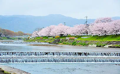 風情ある水辺の景色と楽しむ京の桜