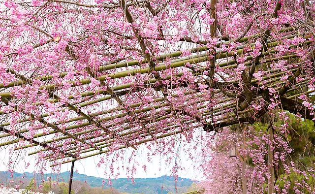 川堤を春色に染める桜のトンネル