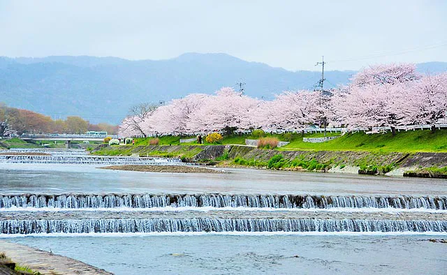 風情ある水辺の景色と楽しむ京の桜