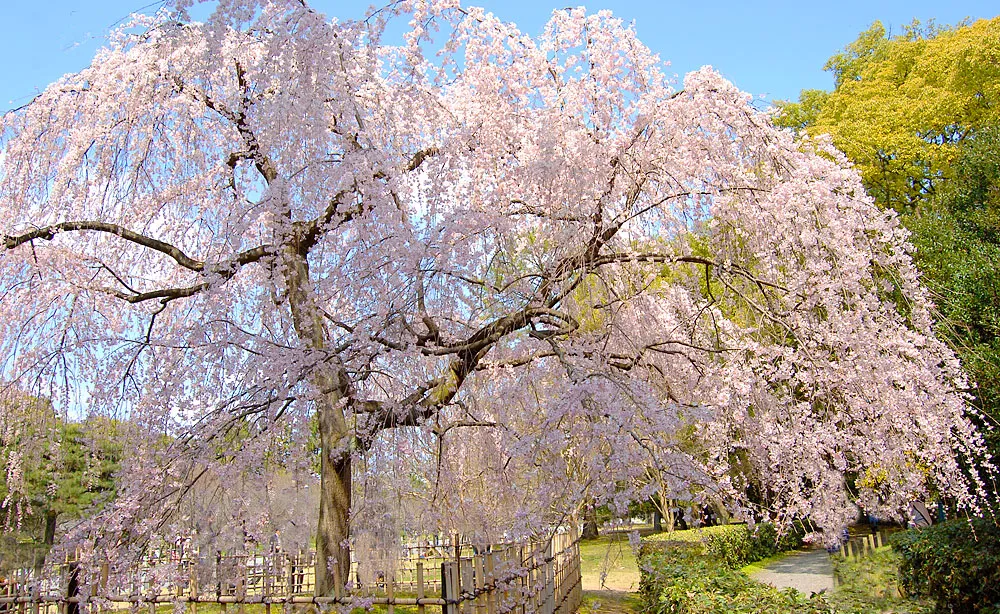 気品に満ちた桜が咲きそろう京の花園