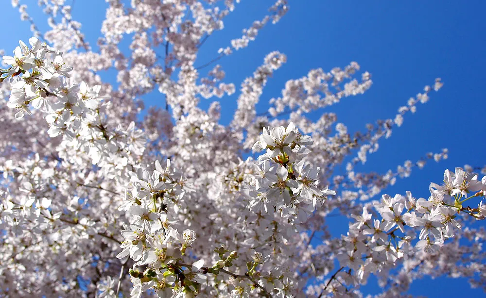 京都御苑で平成最後に咲く桜詣で