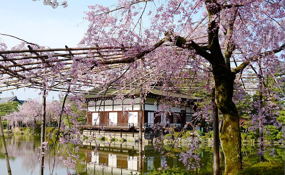 幸せが積み重なるお社に咲く桜花