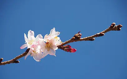 桜咲く花の都・京都、ご縁結び詣で
