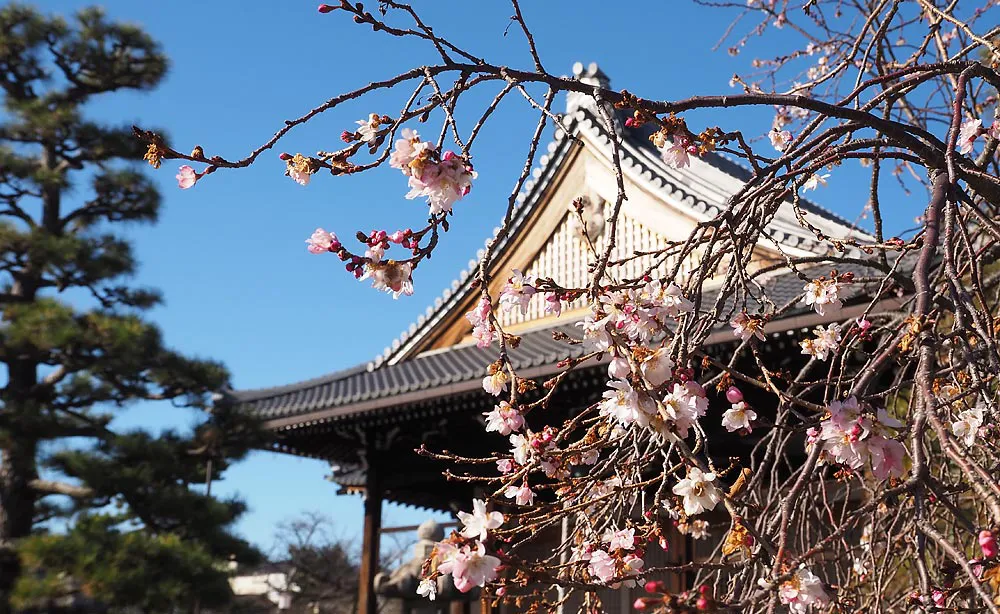 秋から春まで咲き続ける御会式桜のパワー