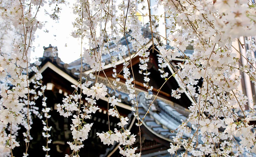 京都に春を告げる早咲きの御幸桜