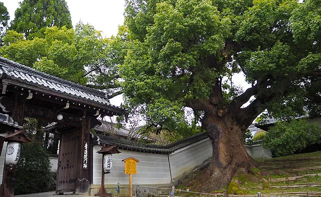 青蓮院門跡