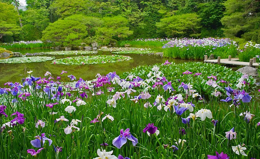 回遊式庭園の神苑を舞台に、初夏の花々が夢の共演