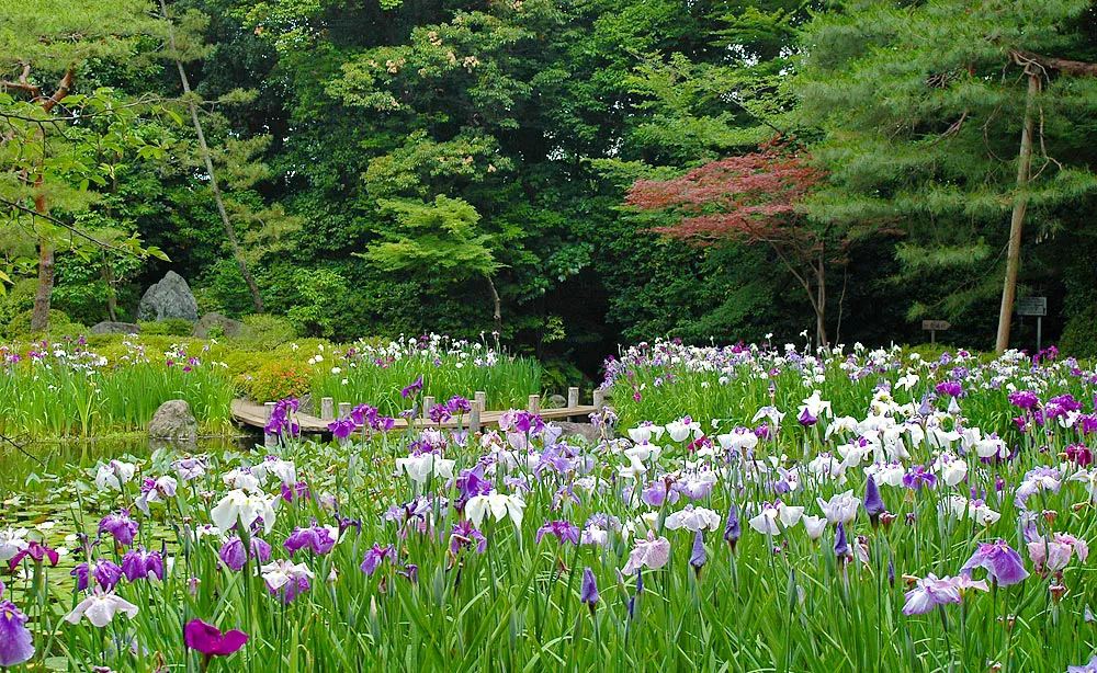 初夏から夏へと花々が咲きつぐ、京の花散歩