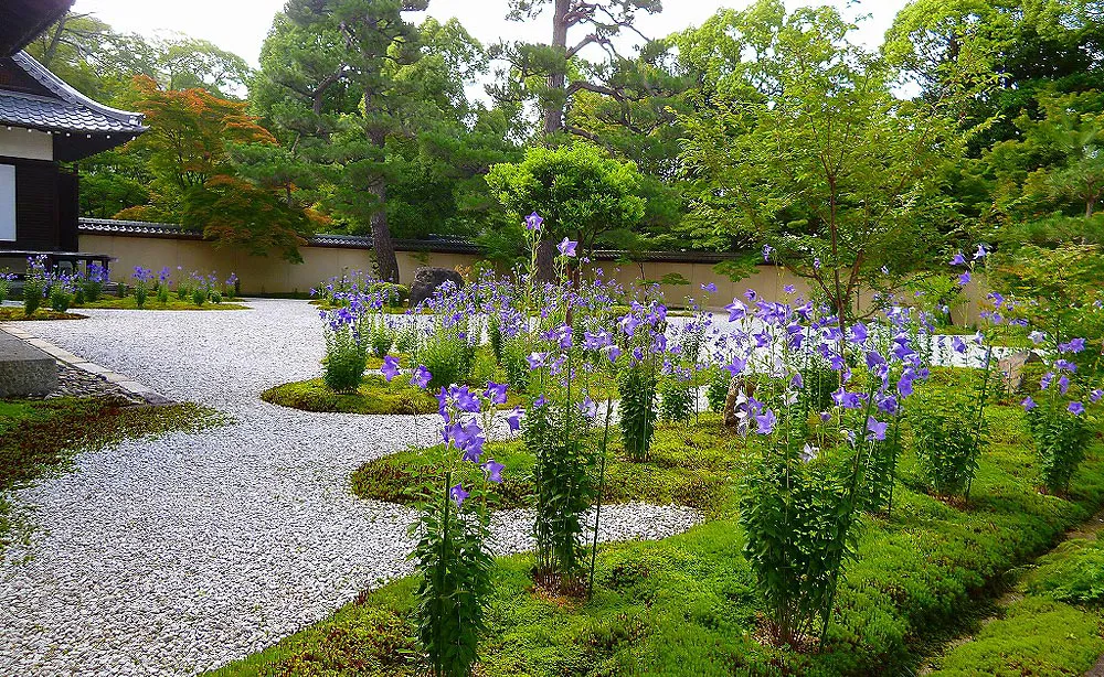 紫式部ゆかりの地で、気品のある花姿に往時を偲ぶ