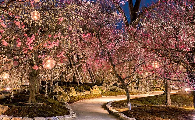 北野天満宮：梅苑開苑期間中の金・土・日（期間要確認）には日没から20：00までライトアップが行われ、夜の梅を愛でることもできます