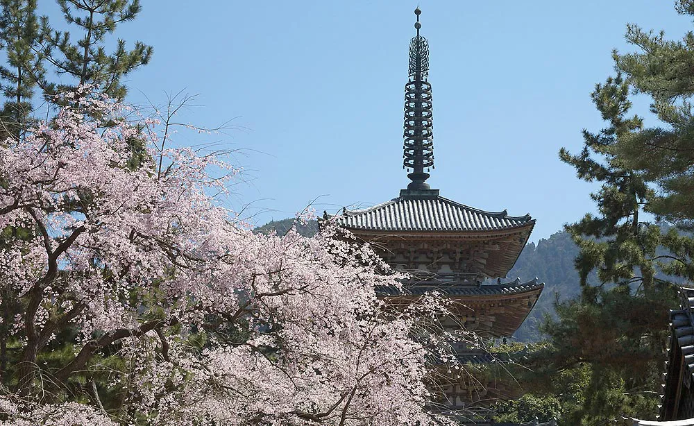醍醐寺：京都最古の木造建築物「五重塔」（国宝）と桜のコラボレーション