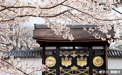 歴史伝える京の桜