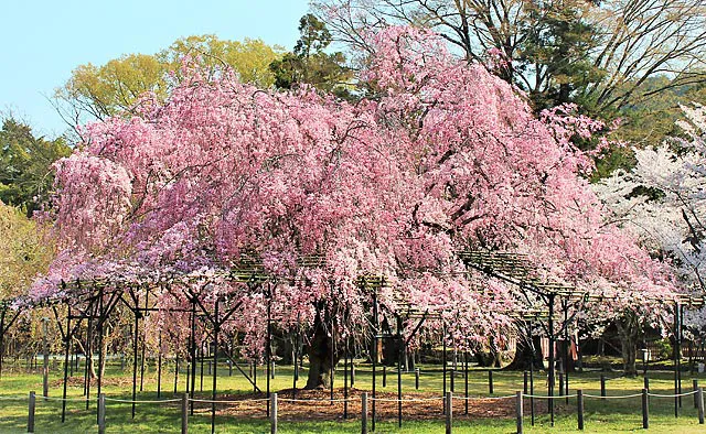 上賀茂神社：樹齢150年以上といわれる紅しだれ桜の「斎王桜」。斎王とは、天皇に代わり神に仕えるために選ばれた未婚の皇族女性のこと。現在では、葵祭の際にその代理となる「斎王代」が一般女性より選ばれます