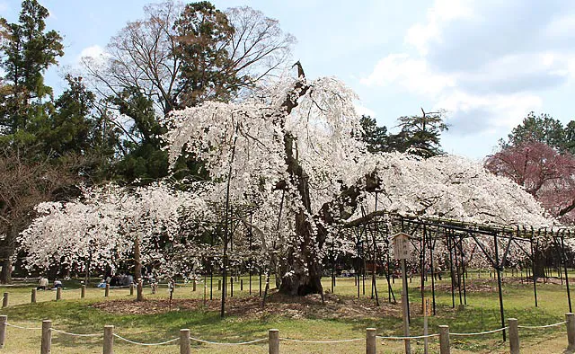 上賀茂神社：孝明天皇が京都御所より下賜された「御所桜」は白味がかった淡い色の花が咲きます。上賀茂神社の中でも早咲きの枝垂れ桜です