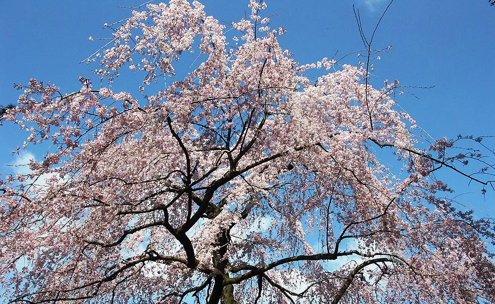 京都御苑：近衞邸跡付近では、枝垂桜や八重紅枝垂桜が咲き誇ります