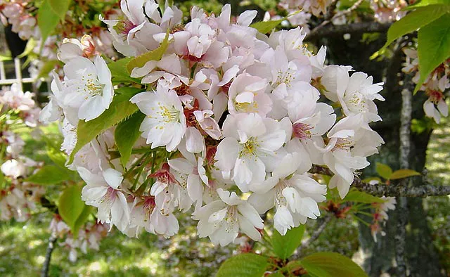 京都御苑：「車返桜」は八重咲きで、里桜の一品種「御所御車返し」です