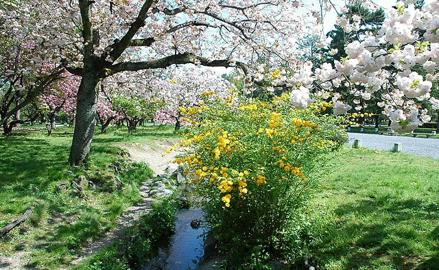 京都御苑：苑内南西部にある「出水の小川」は、里桜の名所。花の色はさまざまで、中には薄緑色の花を咲かせる「御衣黄（ぎょいこう）」など珍しい花姿も目にできます