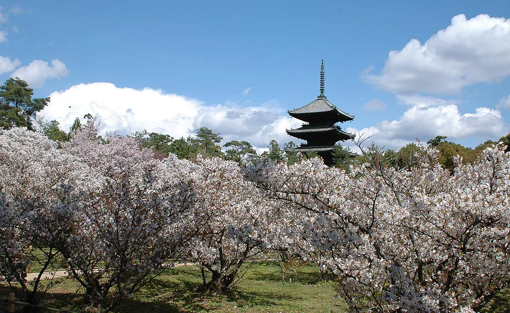 仁和寺：中門内の西側一帯にある約200本の「御室桜」は4月上旬から中旬が見頃