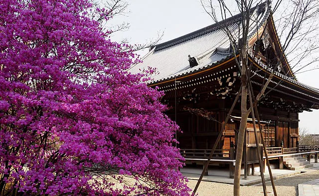 仁和寺：境内に春の訪れを告げるミツバツツジは、現在も法流の相承などに使用される観音堂を彩ります。4月下旬まで見頃が続くので、桜とともに花見を楽しめます