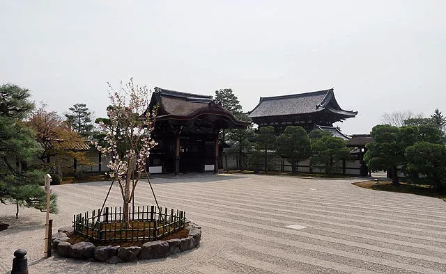 仁和寺：宸殿の南側にある南庭には左近の桜・右近の橘が植えられ、静寂な空間で趣ある姿を目にできます