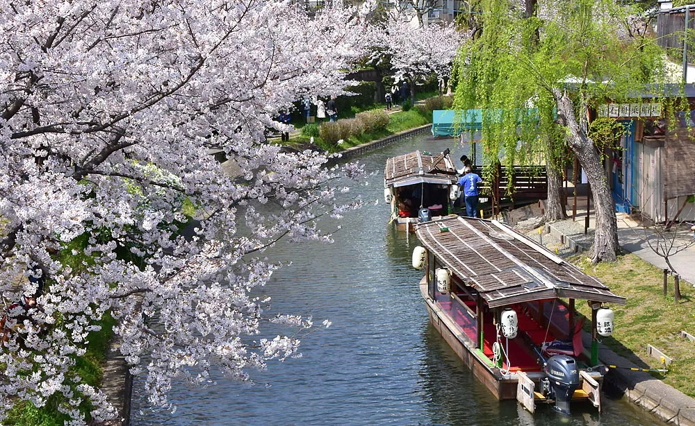 伏見十石舟：月桂冠大倉記念館のすぐそばにある十石舟の乗船場と桜