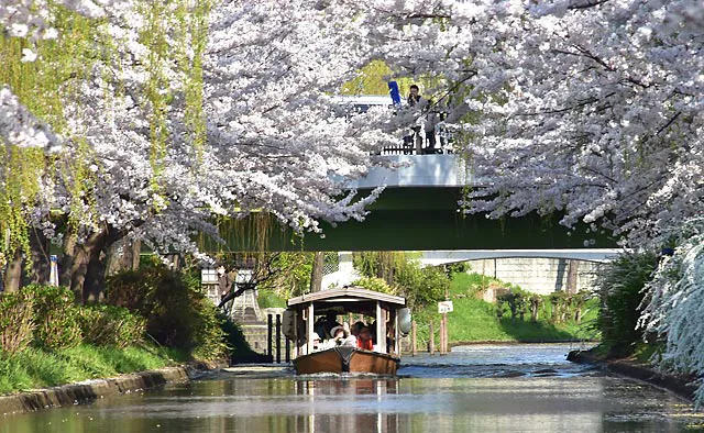 伏見十石舟：運行中にはいくつか橋の下を通ります。なかでも出会橋は映画のロケ地にもなった有名な桜スポットです