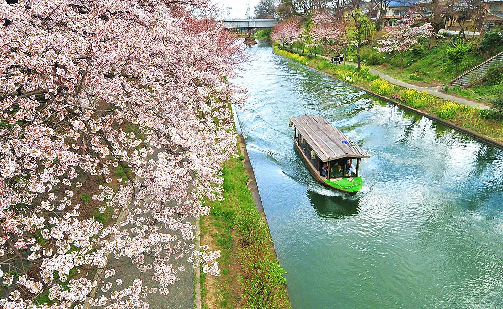 十石舟：宇治川派流を遊覧する十石舟と桜