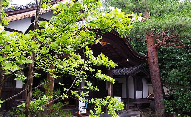 大徳寺 大仙院：拝観者玄関には沙羅双樹（写真）や紅葉などの四季の草木が彩りを添えます。玄関の左手には、方丈玄関（国宝）の外観を目にすることができます