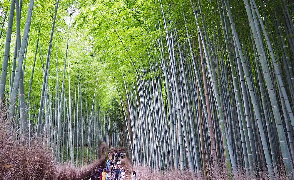 竹林の小径：ゆるやかな傾斜やカーブが続く小径は、嵐山屈指の撮影スポット