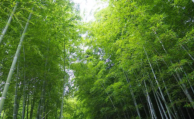 竹林の小径：晴れた日には、空を覆うほど豊かに茂る葉の間からこぼれるように陽が差し込み、辺り一帯が幻想的な雰囲気に包まれます。