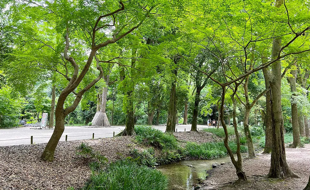 下鴨神社：青々と生い茂る木立が広がる鎮守の森