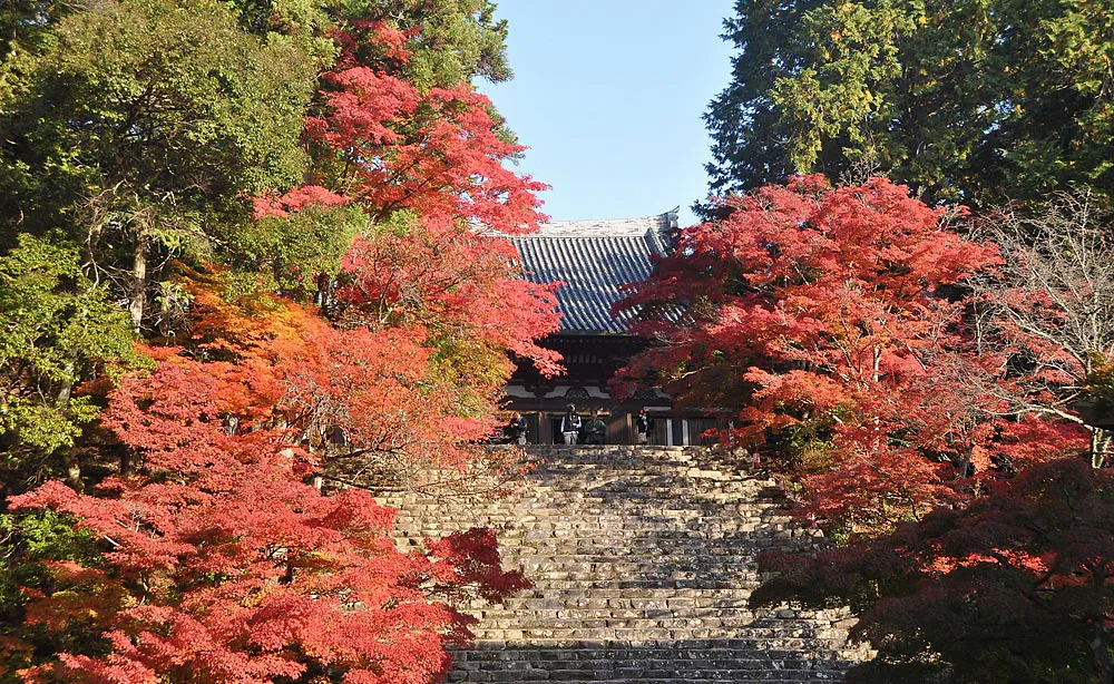 神護寺：本尊薬師如来立像を安置する「金堂」前にある石段と紅葉