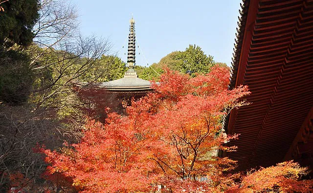 神護寺：紅葉の先に見えるのが、国宝の「五大虚空蔵菩薩像」が安置される多宝塔。2022年10月8日（土）～10月10日（月・祝）には御開帳され、実際に拝観することができます