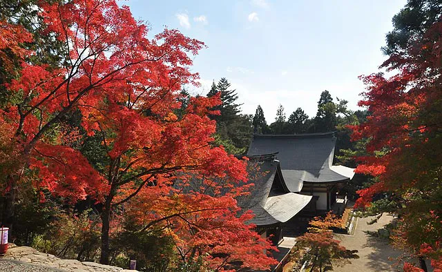 神護寺：金堂へ向かう石段の下には江戸初期に建てられたとされる「毘沙門堂」と「五大堂」が建ち並び、建造物と紅葉のコントラストが楽しめます