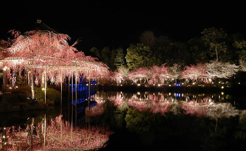 平安神宮：「桜音夜」の開催時のみ拝観できる幻想的な桜のライトアップ