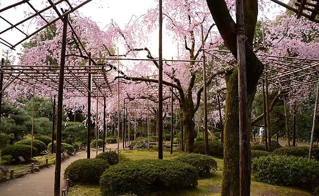 平安神宮：神苑の入口から進むとまず見えてくるのが、南神苑を彩る紅しだれ桜と平安時代の庭園の特色である「野筋（野の道筋を模して庭に設けた道）」と「遣水（池に水を引き入れるための水路）」の様式美です