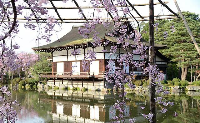 平安神宮：八重紅しだれ桜のルーツは、近衛家の邸内にあったものを津軽藩主が地元へ持ち帰り育てたこととされています。平安神宮創建にあたり、仙台市長の遠藤氏から苗木が寄贈されたことから「遠藤桜」とも「里帰りの桜」とも呼ばれています