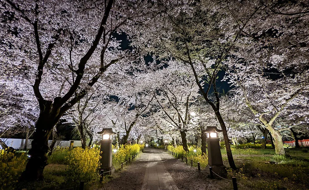 平野神社：ぼんぼりや灯篭の優しい光が照らす由緒ある桜