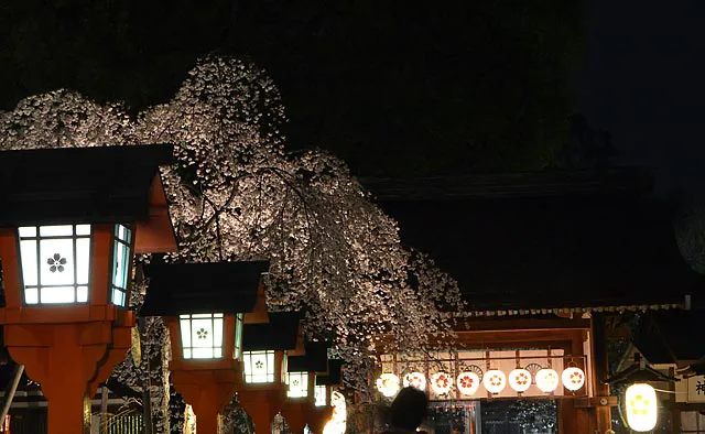 平野神社：毎年4月10日には、平安中期の花山天皇が後胤繁栄（こういんはんえい）を祈るため、平野神社へ行幸、臨時の勅祭を行われたことが起源とされる「桜花祭」が行われます