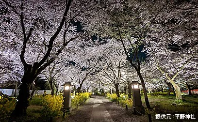 夜桜を満喫　ライトアップ2023