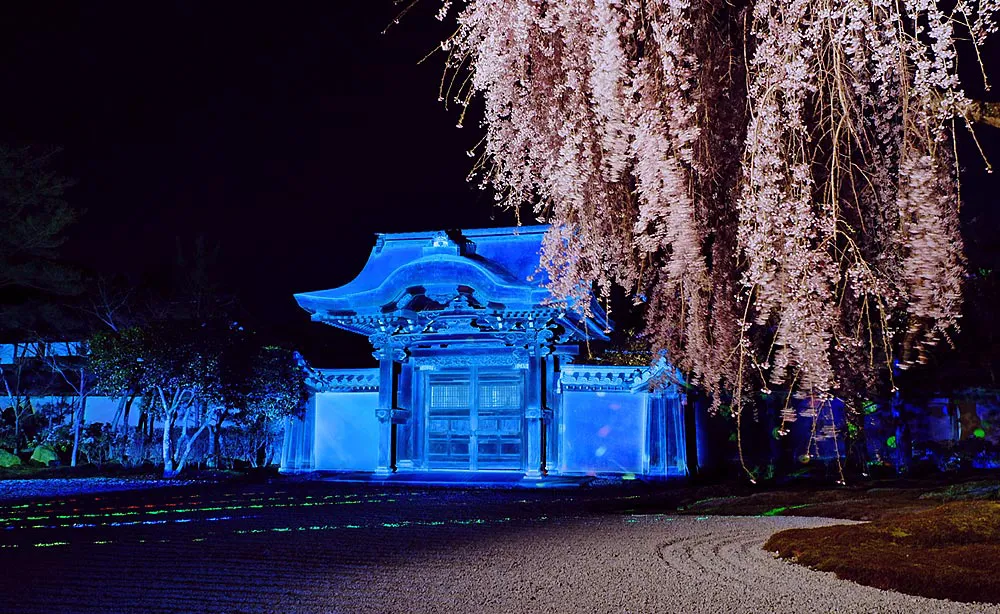 高台寺：一面に敷かれた白砂としだれ桜がライトアップされ幻想的な雰囲気に