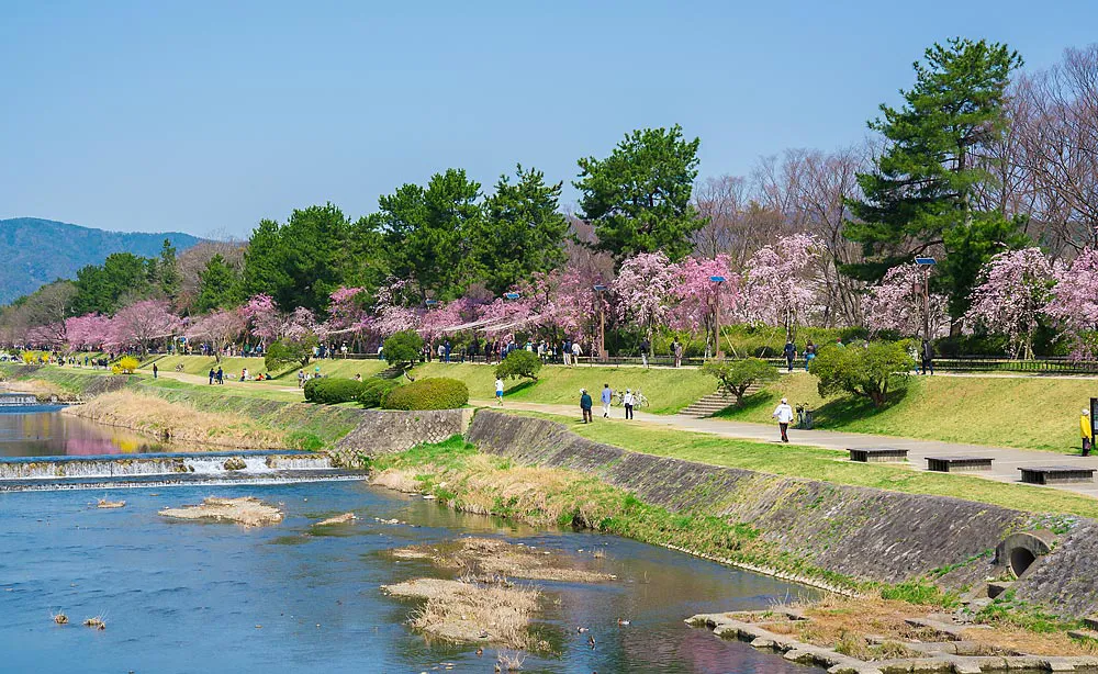 半木の道：京都府立植物園の西側にある「半木の道」は、賀茂川沿いの約800mの美しい散歩道